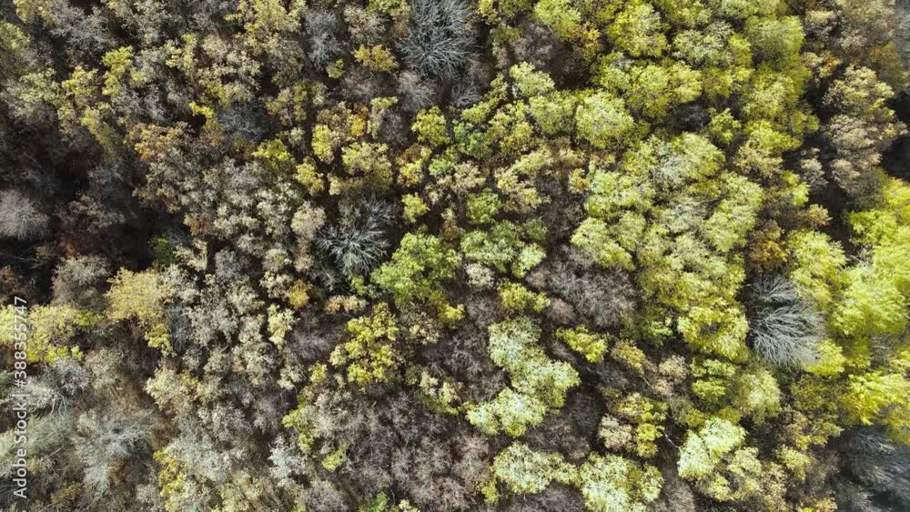Autumn in forest aerial top view. Mixed forest, deciduous trees with yellow leaves. Fall colors countryside woodland. Drone camera above colorful texture in nature Autumn in forest aerial top view. Mixed forest, deciduous trees with yellow leaves. Fall colors countryside woodland. Drone camera above colorful texture in nature