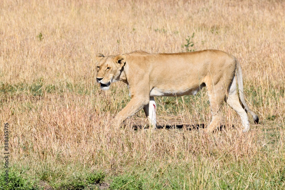 portrait of leo in the savanna portrait of leo in the savanna