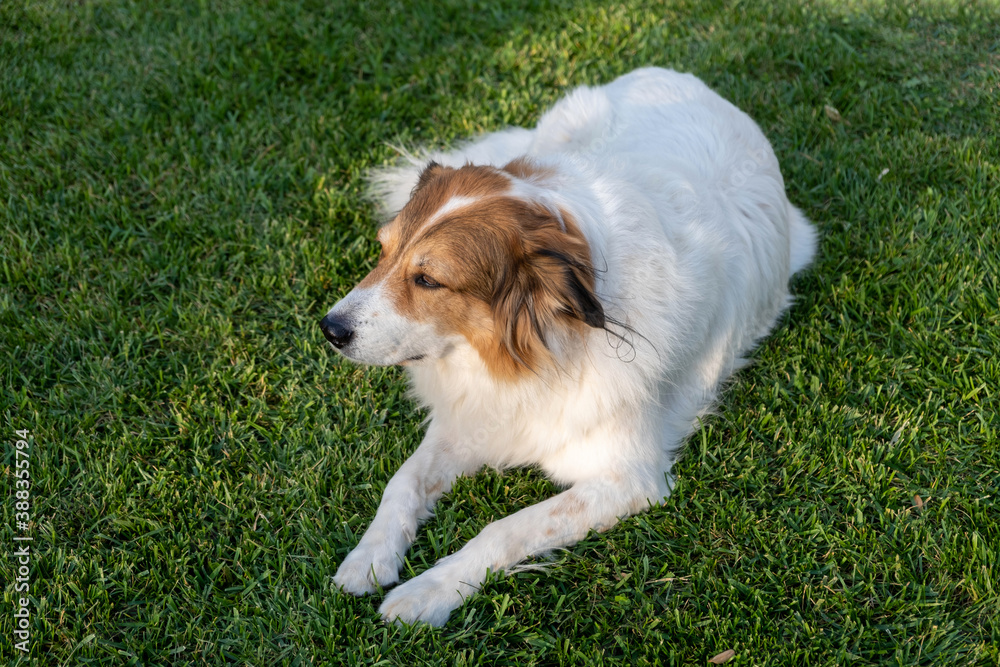 Greek shepherd dog white color with brown head laying on grass