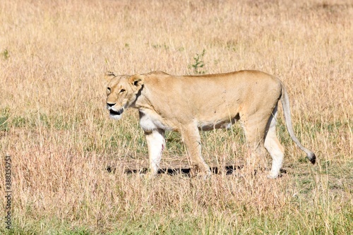 portrait of leo in the savanna