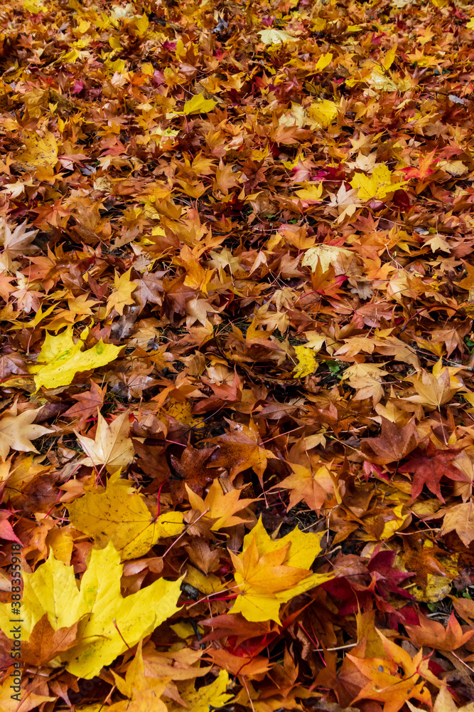 Piles of autumn leaves Piles of autumn leaves
