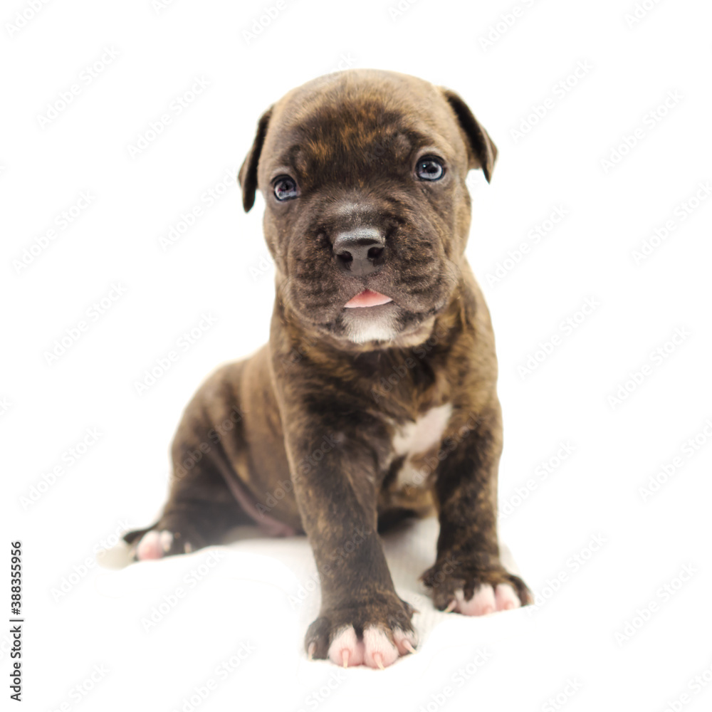 Isolated Staffordshire terrier one-month puppy dog. Young puppy dog sitting on white blanket. Puppy dog looking at camera with puppy dog eyes. One month puppy dog.