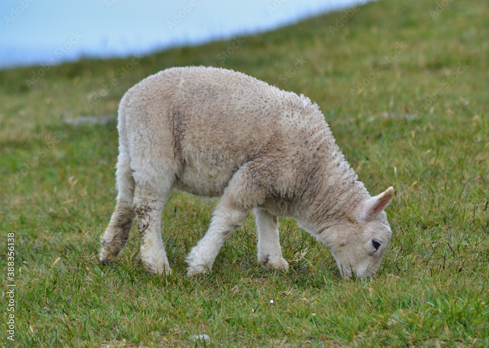 Obraz premium Lam gast in der Wiese