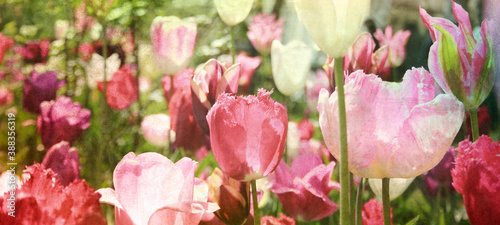 tulpen rot violett panorama konzept textur