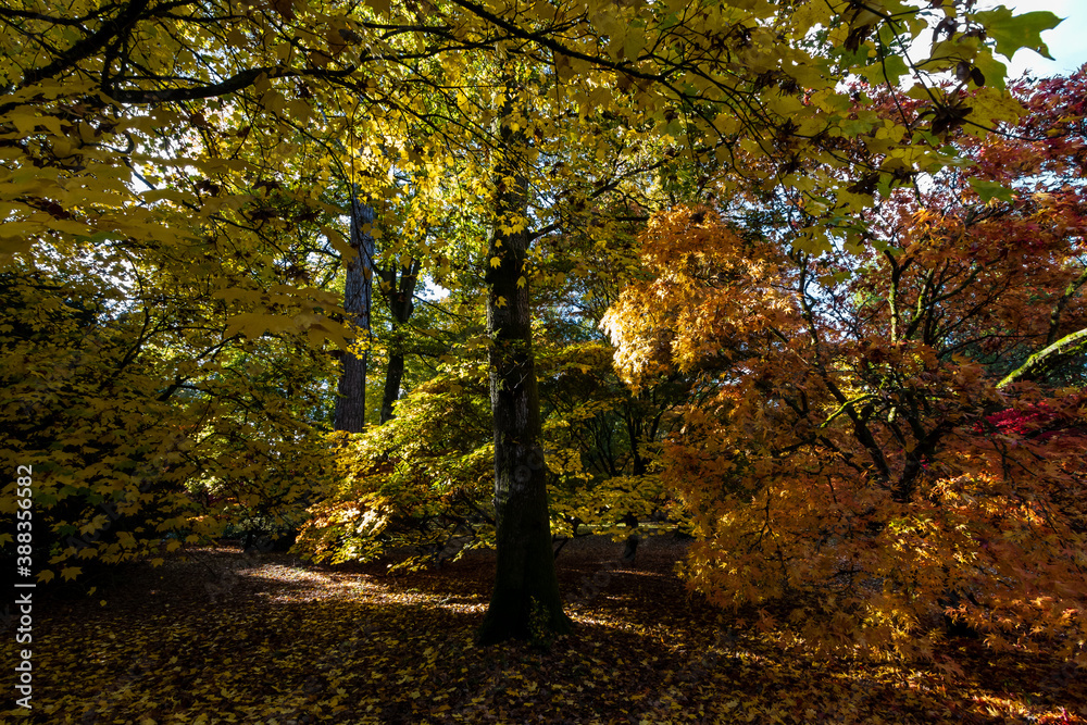 Obraz premium Beautiful autumn colours