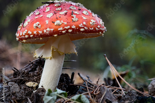 Beautiful closeup(macro) of forest autumn amanita mushroom. Gathering mushrooms. Mushroom fly-agaric macro photo. Forest and moss photo close up, forest background. Fall. Fallen leaves and mushrooms.