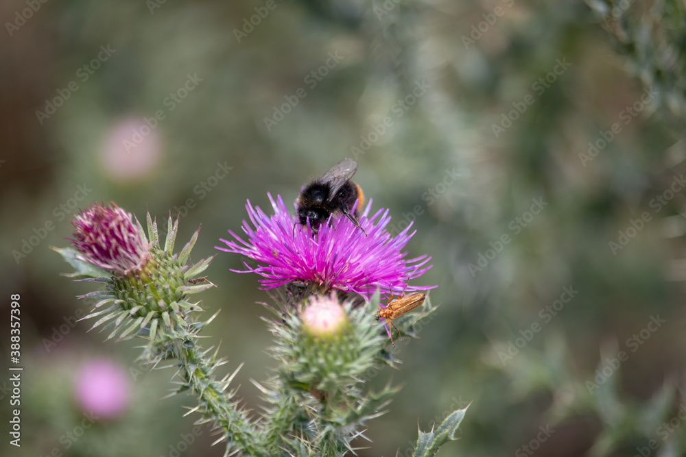 View of a bumblebee on a purple thistle in the saaletal nature region, saxony Anhalt, Germany,europe View of a bumblebee on a purple thistle in the saaletal nature region, saxony Anhalt, Germany,europe