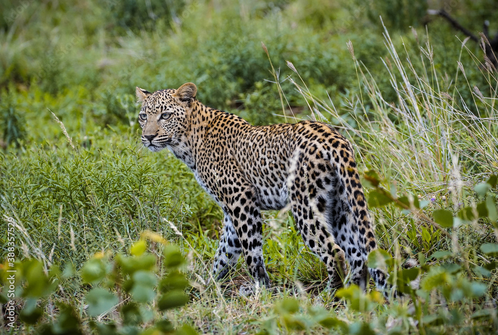 Leopard walks on the savannah, leopard in Africa, leopard among the savannah Leopard walks on the savannah, leopard in Africa, leopard among the savannah