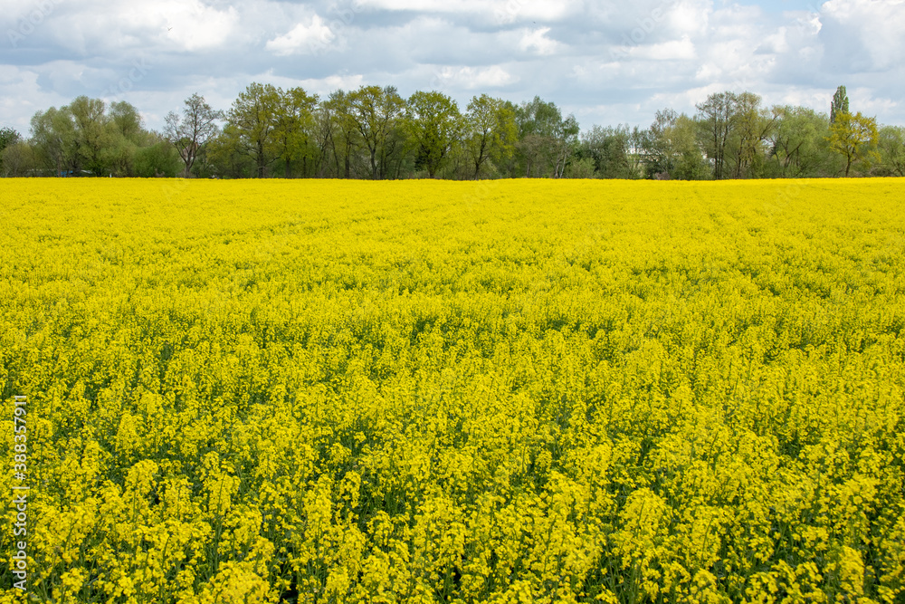 View of a blooming rapeseed field in spring in Wurzen in the Muldental near Leipzig, Germany