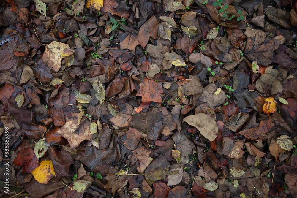 Seasonable damp wet autumn leaves background texture Seasonable damp wet autumn leaves background texture