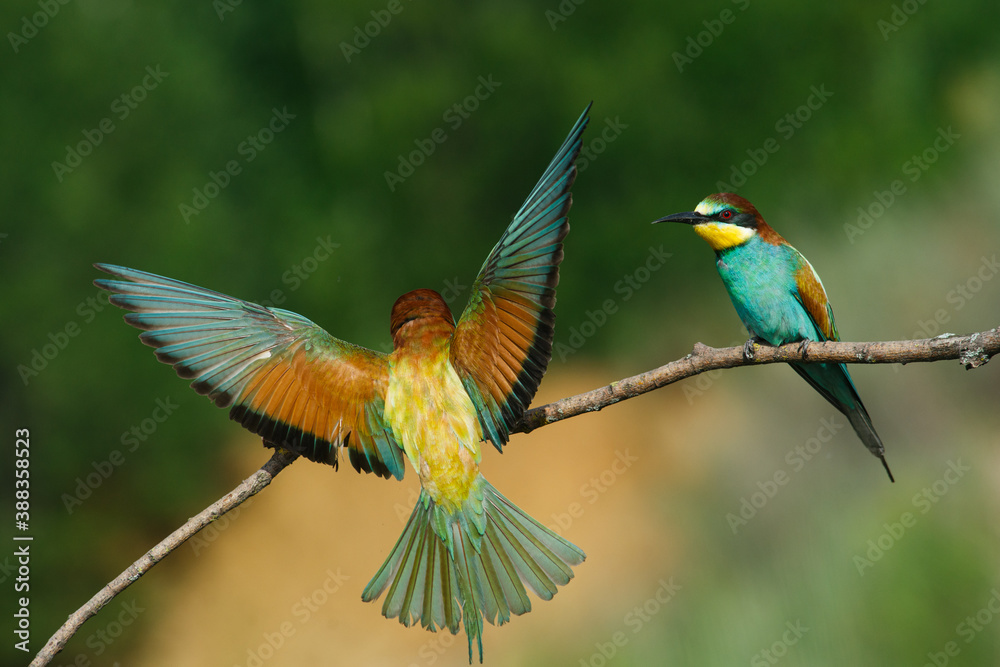 Obraz premium European Bee-eater comes in to land on a branch with another bee-eater