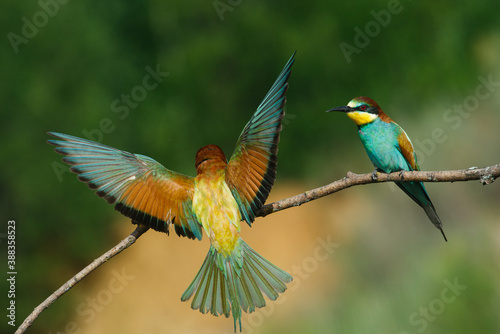 European Bee-eater comes in to land on a branch with another bee-eater