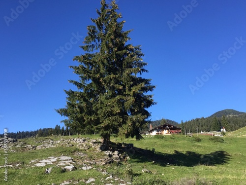 Baum auf Bergeshöhe