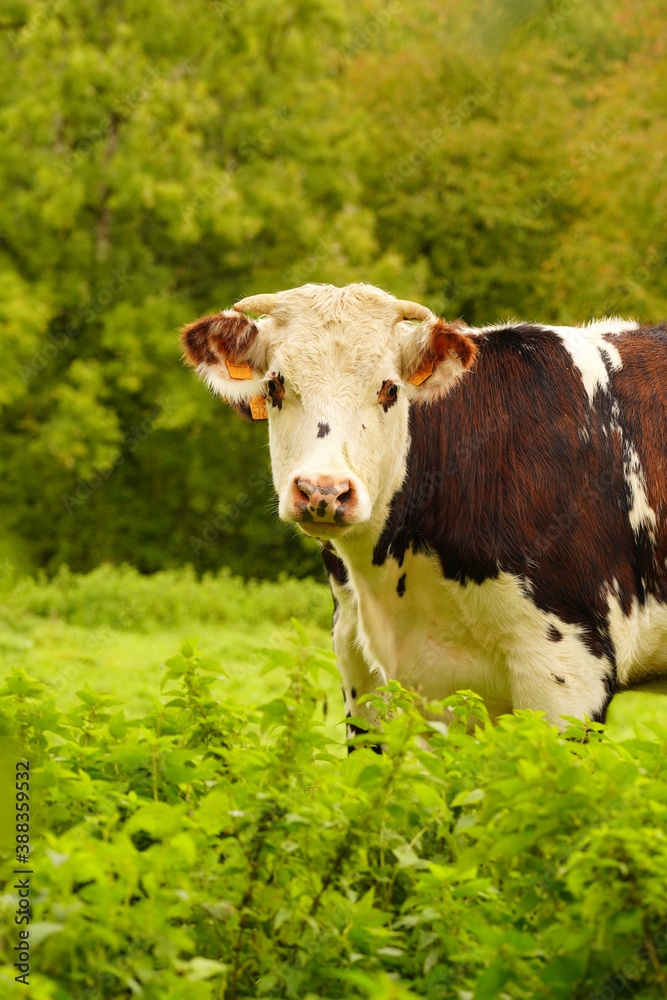Animal ferme vache 472 Animal ferme vache 472