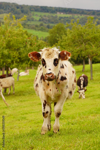 Animal ferme vache 473 © Nicolas Dieppedalle