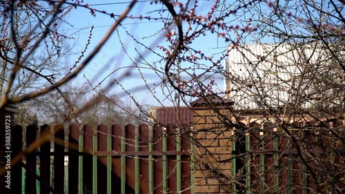 Brown fence and branches with spring blossom in the yard