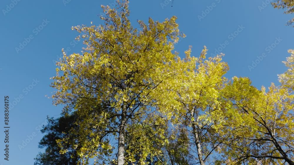 Beautiful view of over autumn colorful tree tops on blue sky background. Gorgeous nature background. Beautiful view of over autumn colorful tree tops on blue sky background. Gorgeous nature background.