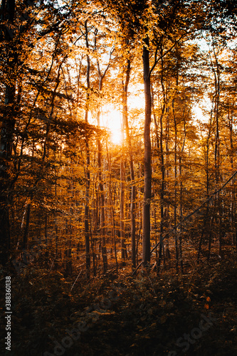 Low sun of the sunset in the calm and zen like forest scene in the mountains. Autumn vibes in the nature. Harz National Park  Harz Mountains in Germany