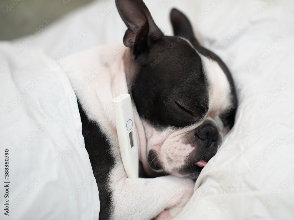 The Boston Terrier dog is ill and sleeps in a bed with a high temperature, measures the temperature with a thermometer, covered with a blanket with his tongue sticking out. The Boston Terrier dog is ill and sleeps in a bed with a high temperature, measures the temperature with a thermometer, covered with a blanket with his tongue sticking out.