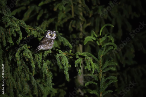 Boreal owl perched on spruce tree in night photo