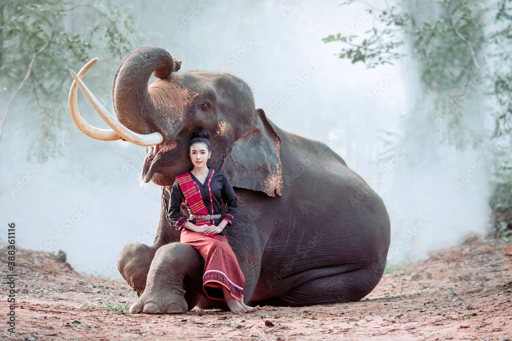 Thai women in traditional costumes Sitting on an elephant's lap, Surin ...