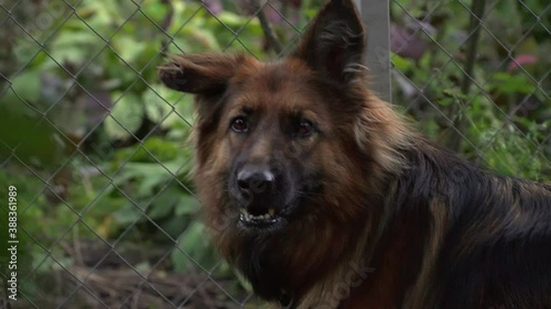 Cute German shepherd dog is looking to a mesh fence, then turning a head to a camera. Slow motion.