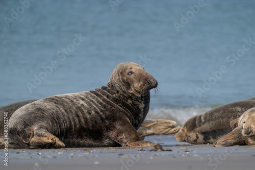 Group of gray seals on the beach of Dune, Germany