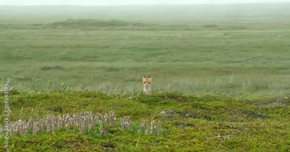 Fox in nature, Alaska, USA Fox in nature, Alaska, USA
