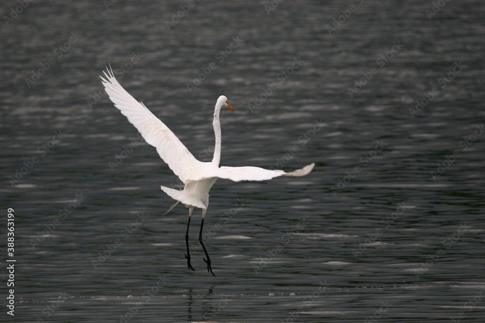 Obraz premium Egret landing on salt pond
