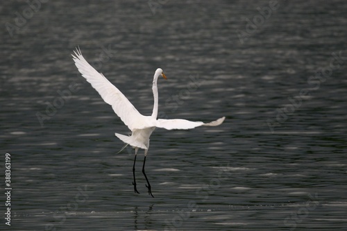 Egret landing on salt pond