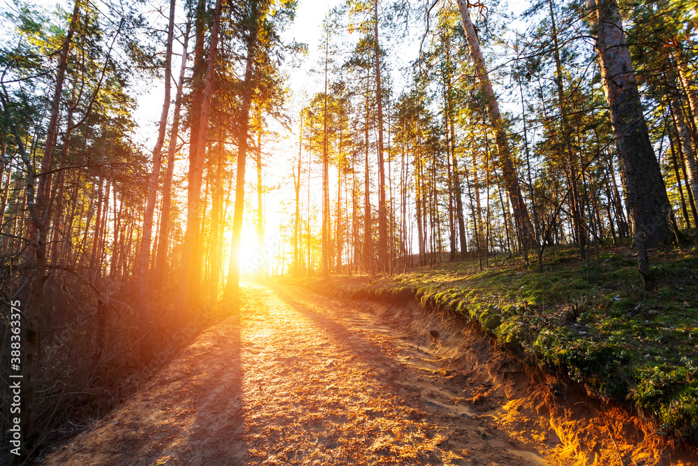 Beautiful landscape of autumn forest on sunrise.