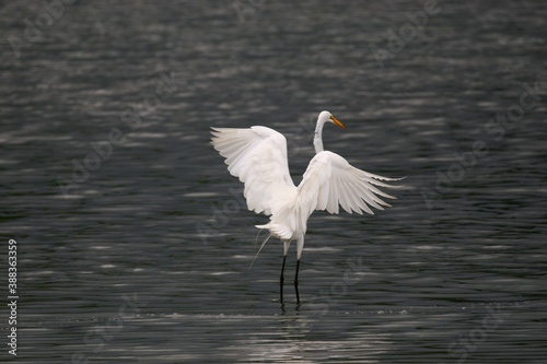Egret landing on salt pond_2