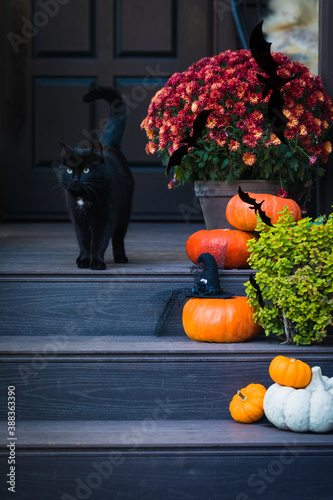 Halloween garden composition with a black cat, orange pumpkins, chrysanthemum potted, front door steps decoration