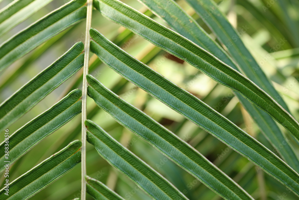 Beautiful abstract nature background. Palm leaves close up Beautiful abstract nature background. Palm leaves close up