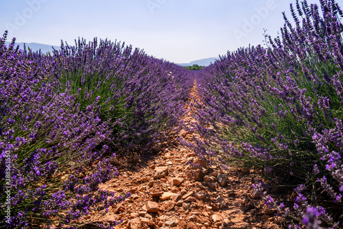 Blooming lavender in rows in field. Violet color landscape. Summer in Provence  France  Europe.