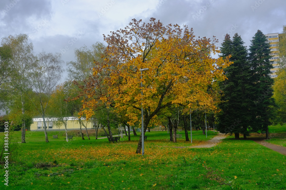Naklejka premium arbres dans un parc en automne