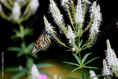 Monarch butterfly