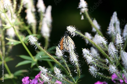 Monarch butterfly_2