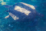 Sea turtle swimming in the Mediterranean Sea