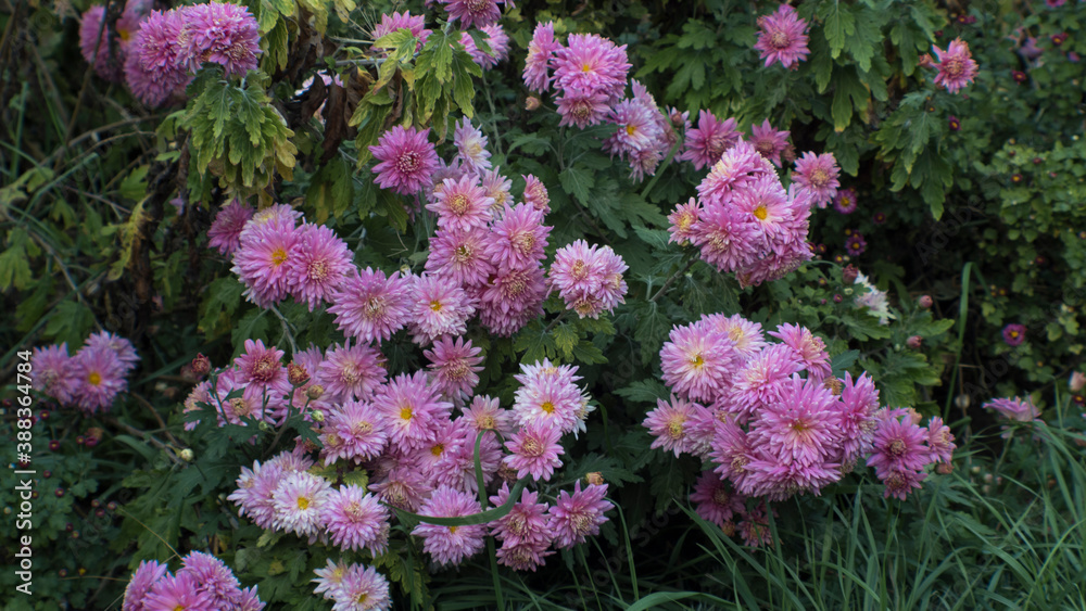 flowers in the garden flowers in the garden