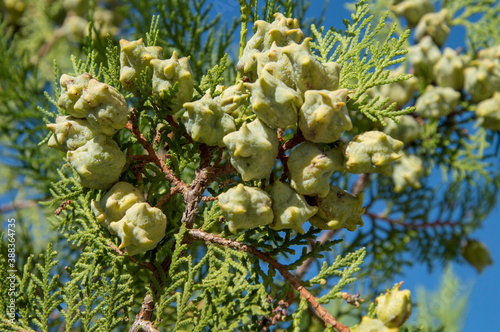 background of thuja branch cypress family against the sky