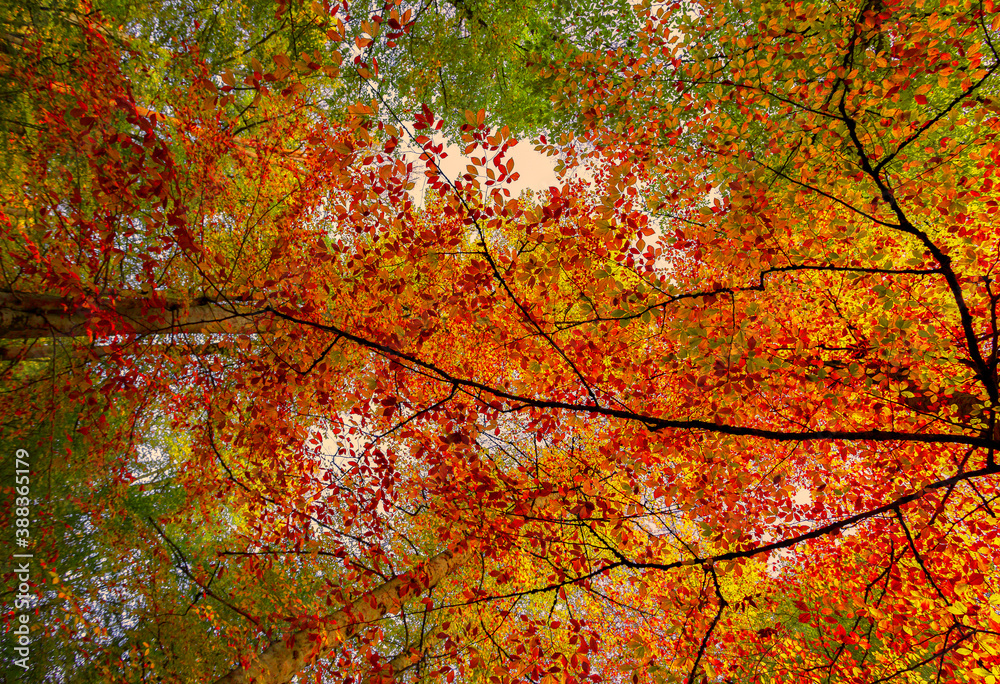 It's autumn time. Autumn colors. Spectacular autumn scenery.