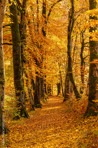 Herbst - Weg - Sonne - Licht - Bäume - Farben