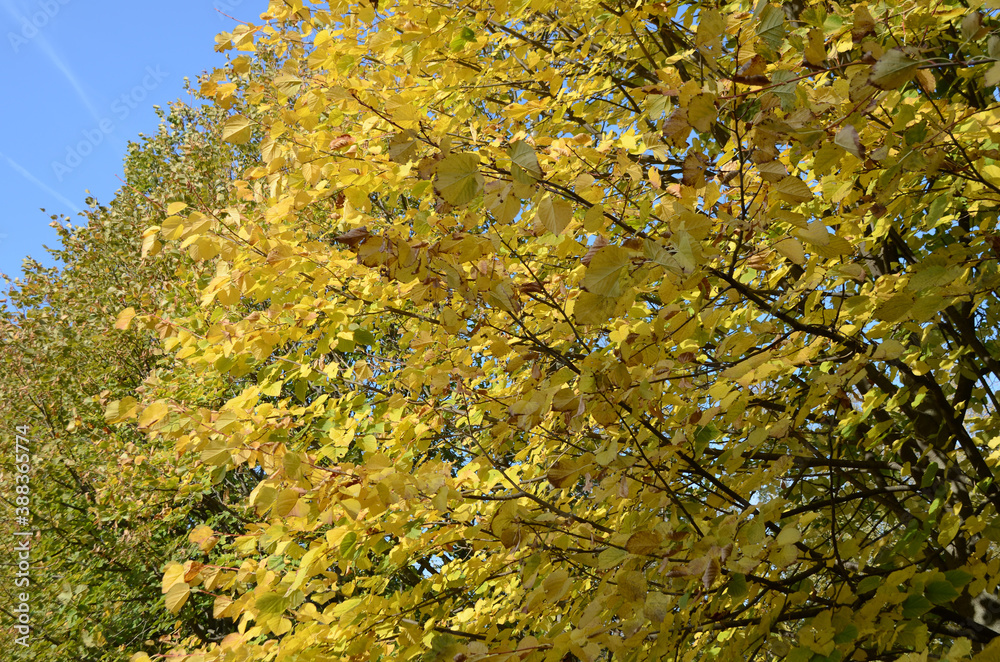 autumn leaves on the tree autumn leaves on the tree