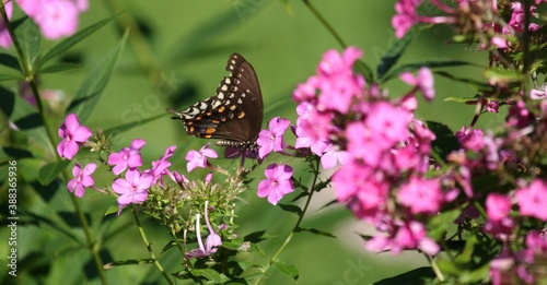 Brown Butterfly_2
