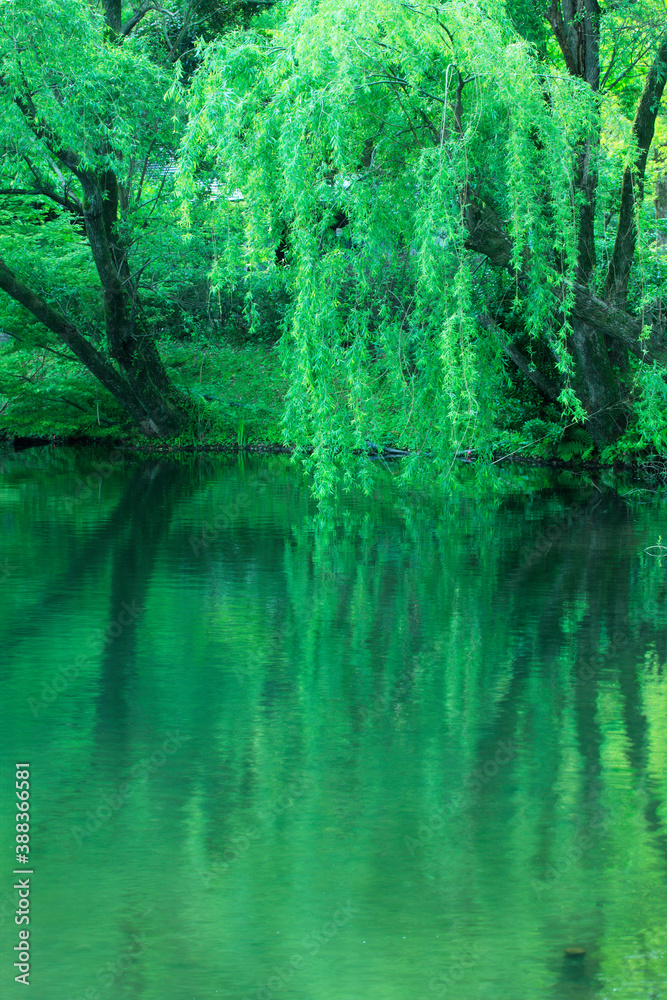 Fototapeta premium 金鱗湖の湖面