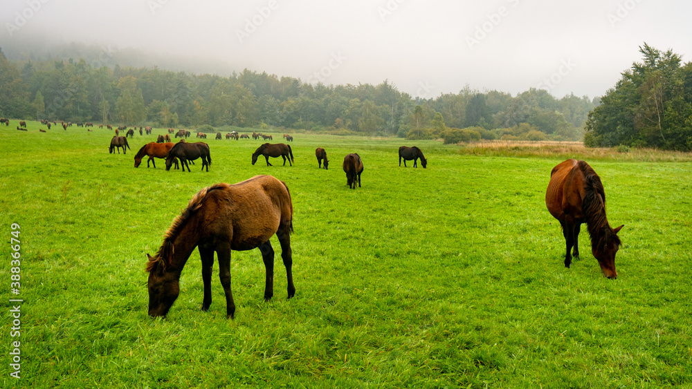 Big herd of bay horses grazing grass on meadow pasture in wild Beskid Niski mountains area. Cloudy sky. Big herd of bay horses grazing grass on meadow pasture in wild Beskid Niski mountains area. Cloudy sky.