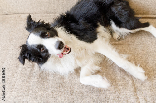 Funny portrait of cute puppy dog border collie on couch. New lovely member of family little dog looking happy and exited, playing at home indoors. Pet care and animals concept.