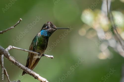 Closeup image of one male Rivoli's hummingbird perched on a slender branch