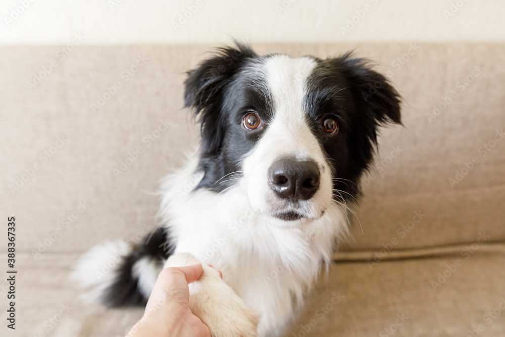 Funny portrait of cute puppy dog border collie on couch giving paw. Dog paw and human hand doing handshake. Owner training trick with dog friend at home indoors. friendship love support team concept.